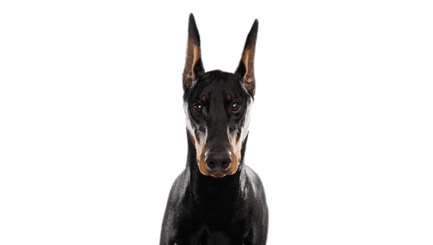 622x352 Doberman Head Icons Png