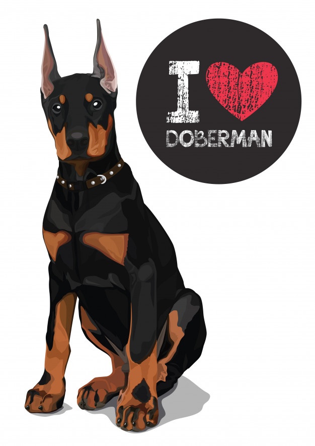 626x885 Doberman Vectors, Photos And Free Download