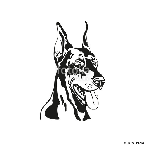 500x500 Vector Image Of Head Dog Doberman Black And White Silhouette