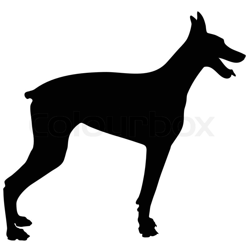 Doberman Vector