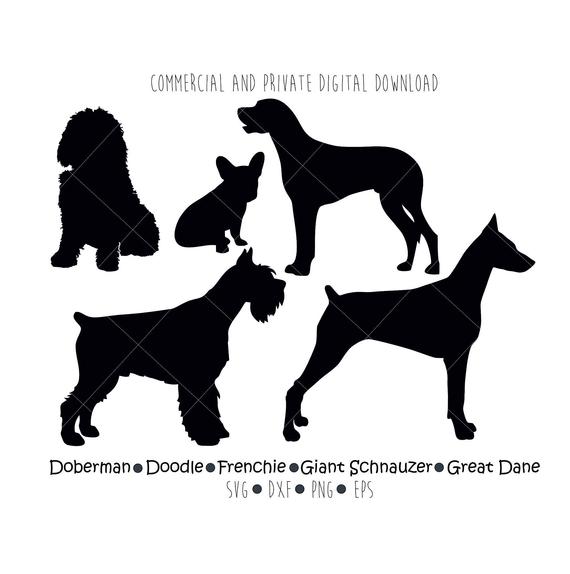 570x574 Doberman Doodle Frenchie Giant Schnauzer Giant Dane Dog Etsy