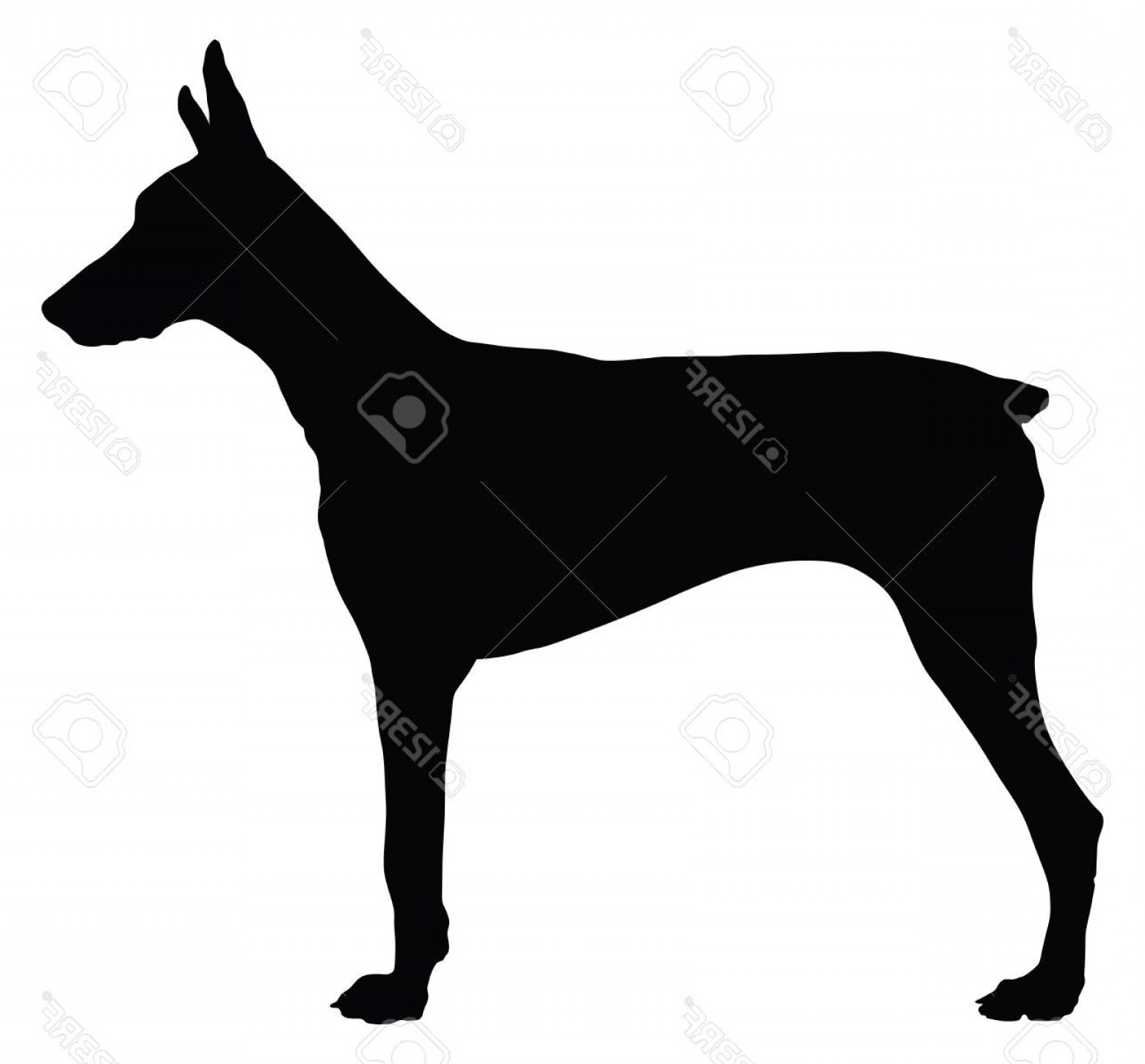 1560x1450 Doberman Silhouette Vector Studiogrfx