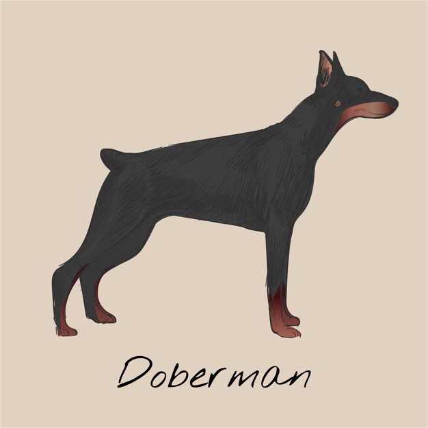 626x625 Doberman Vectors, Photos And Free Download