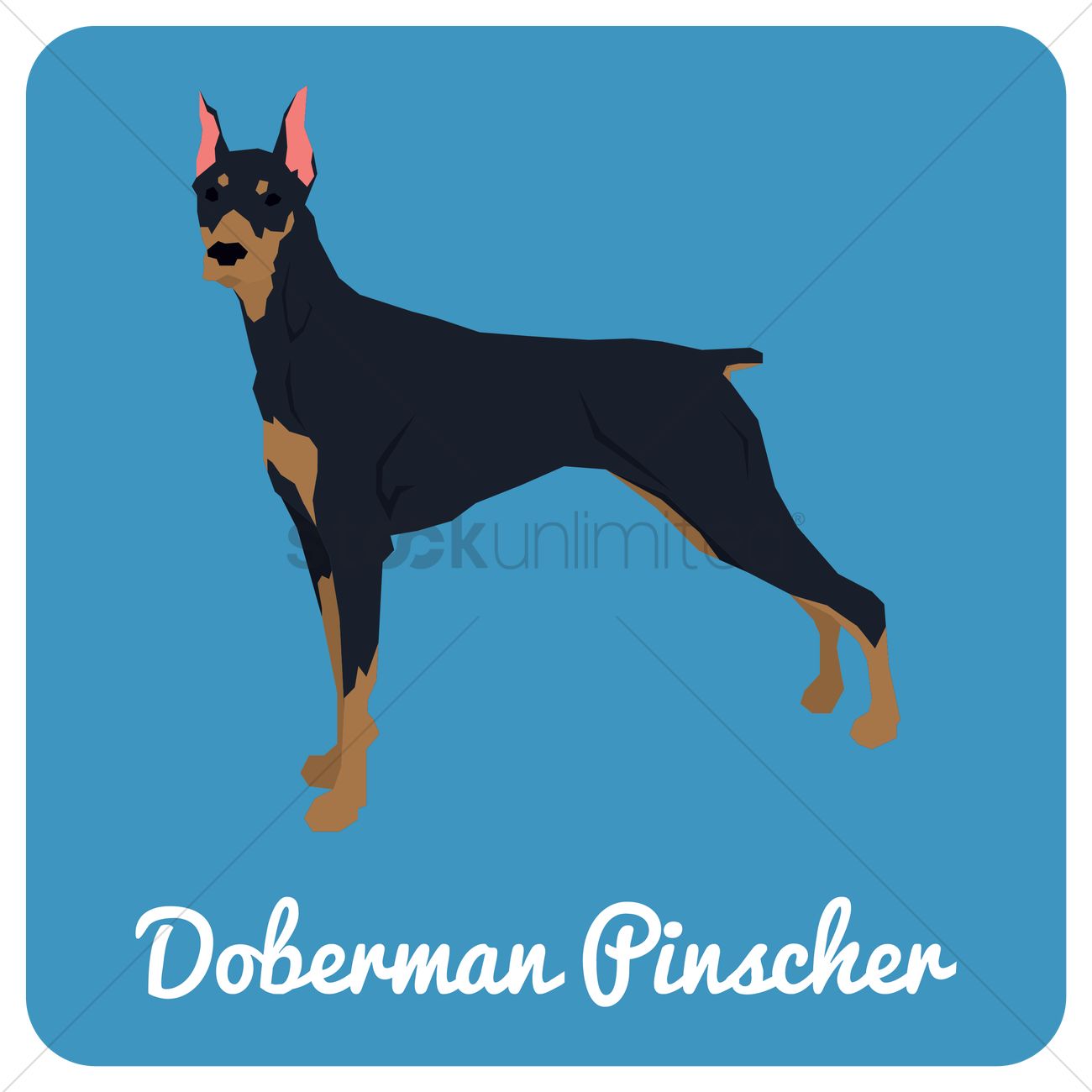 1300x1300 Doberman Pinscher Dog Vector Image