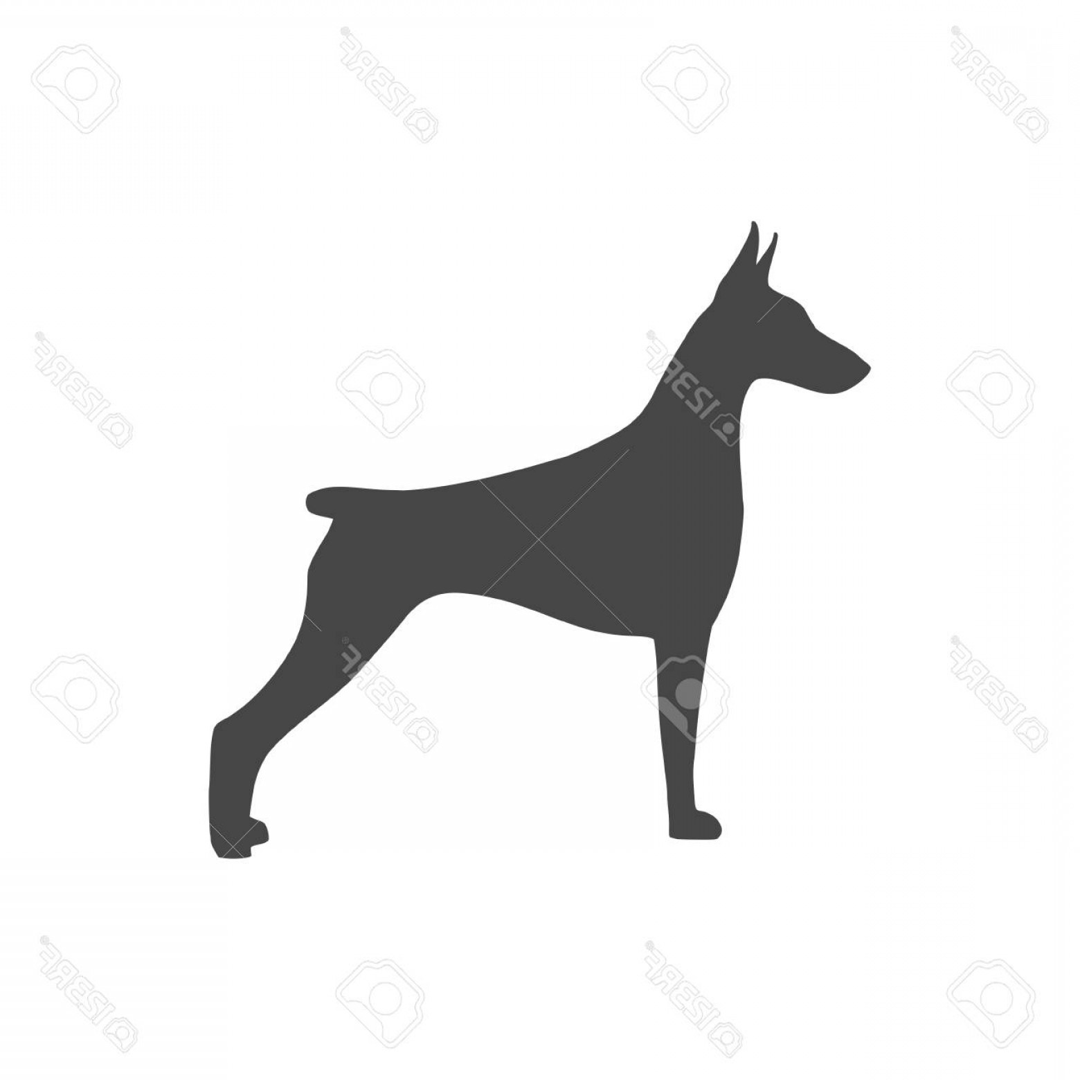 1560x1560 Photostock Vector Doberman Dog Silhouette Side View Vector Soidergi