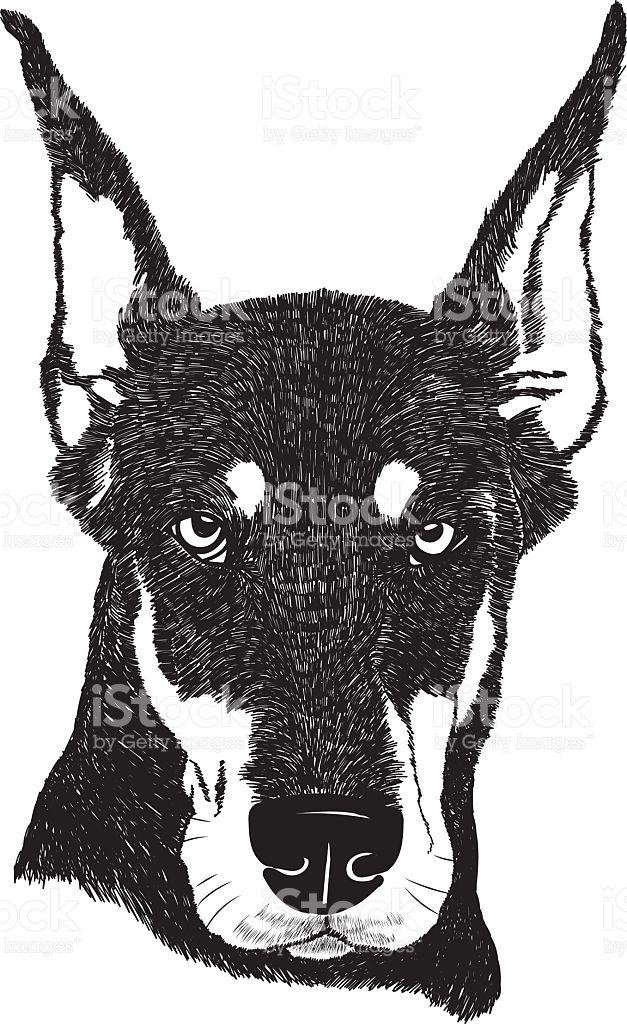 627x1024 Vector Doberman Pinscher Dog Portrait Illustration In Engraving