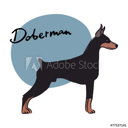 500x500 Doberman, Vector Illustration
