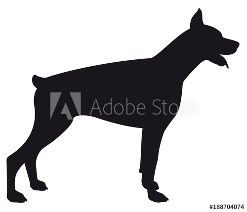 500x429 Doberman
