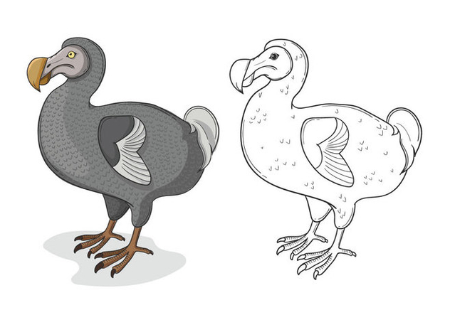632x443 Grey Dodo Bird Illustration Free Vector Download Cannypic