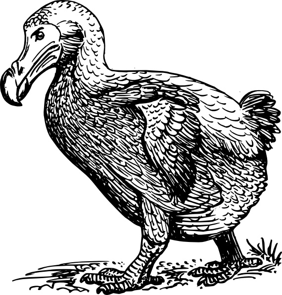 570x595 Dodo Bird Clip Art Free Vector In Open Office Drawing