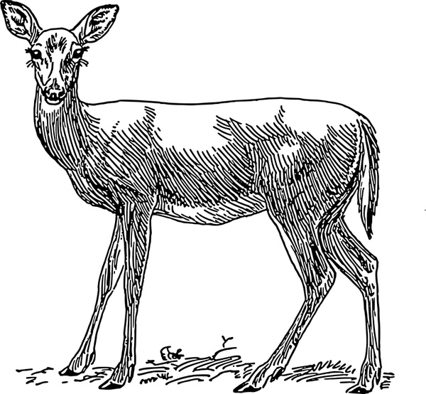 600x554 Doe Free Vector In Open Office Drawing