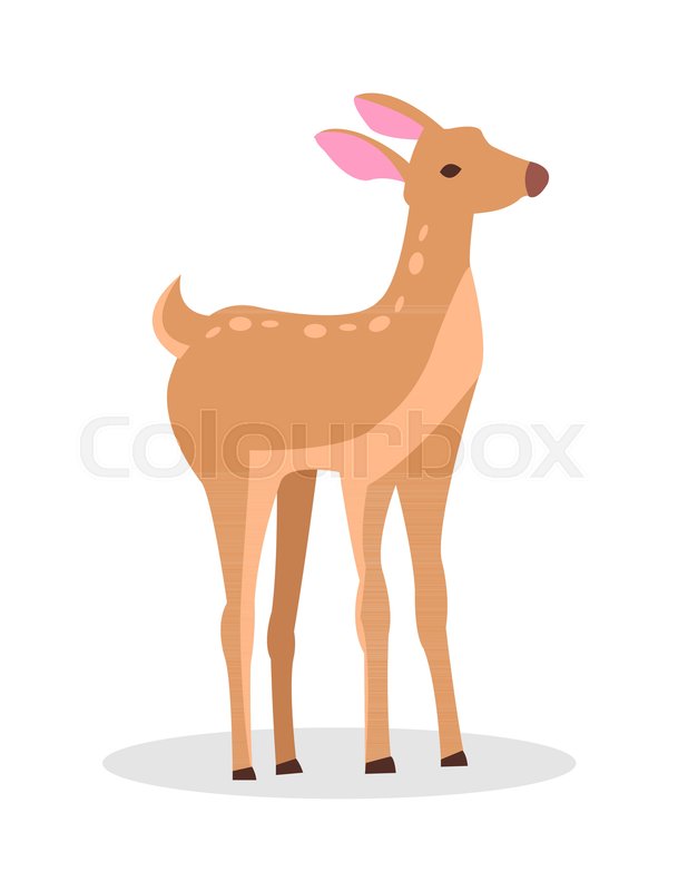 609x800 Adult Doe Isolated Vector Illustration Stock Vector Colourbox