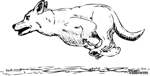 500x253 Dog Agility Stock Image And Royalty Free Vector On Fotolia