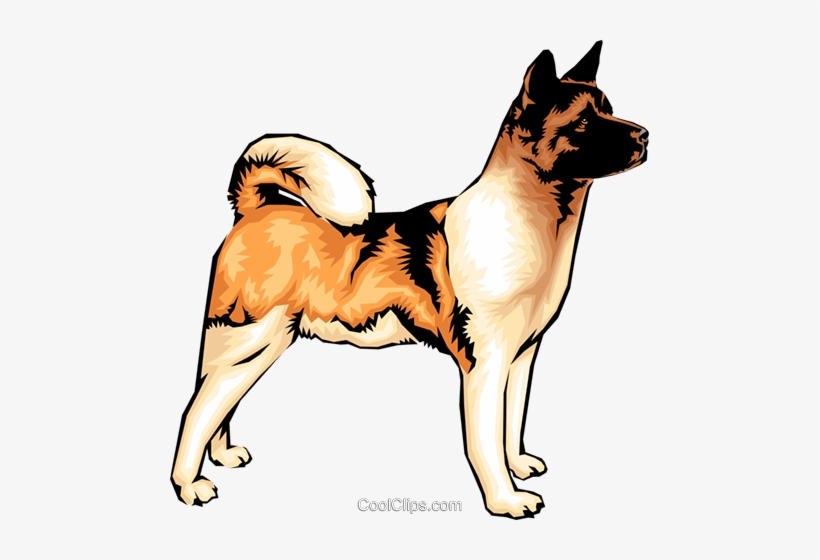 820x560 Akita Dog Royalty Free Vector Clip Art Illustration