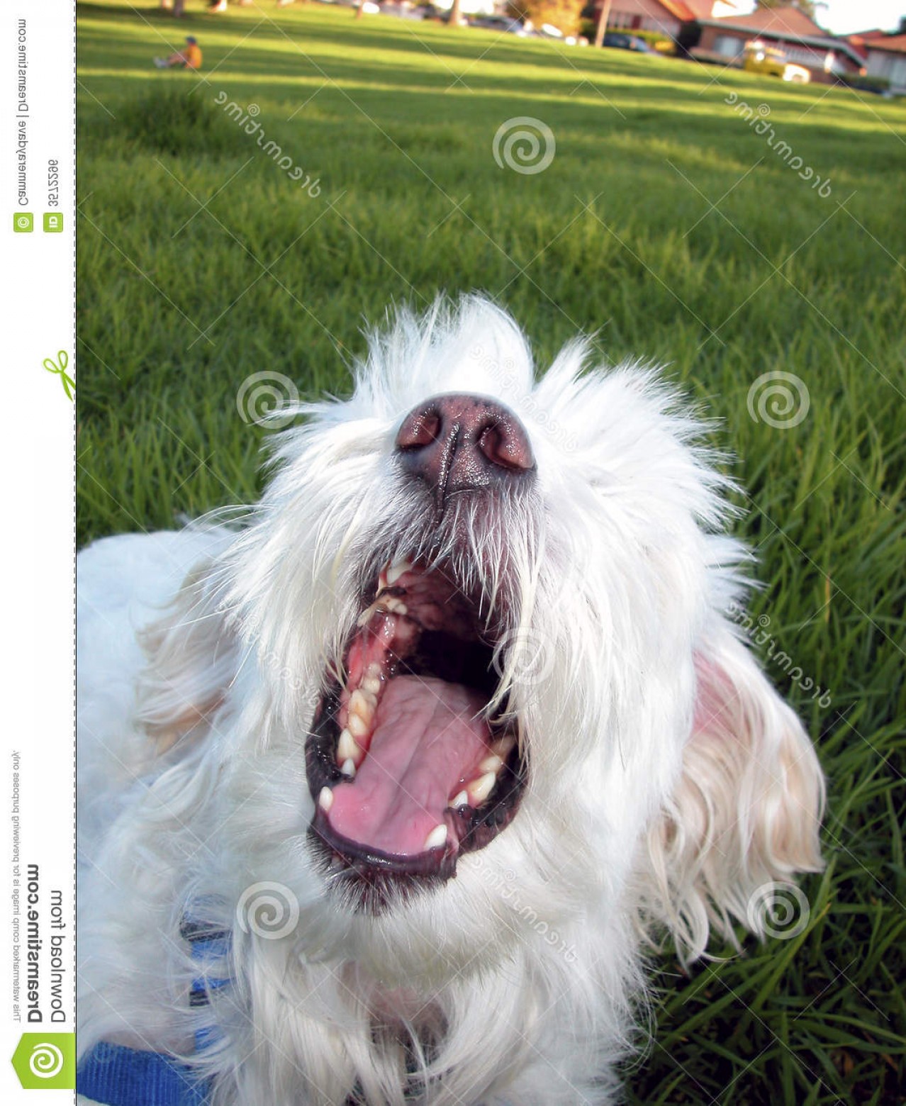 1278x1560 Royalty Free Stock Image Mean Dog Bite Image Soidergi