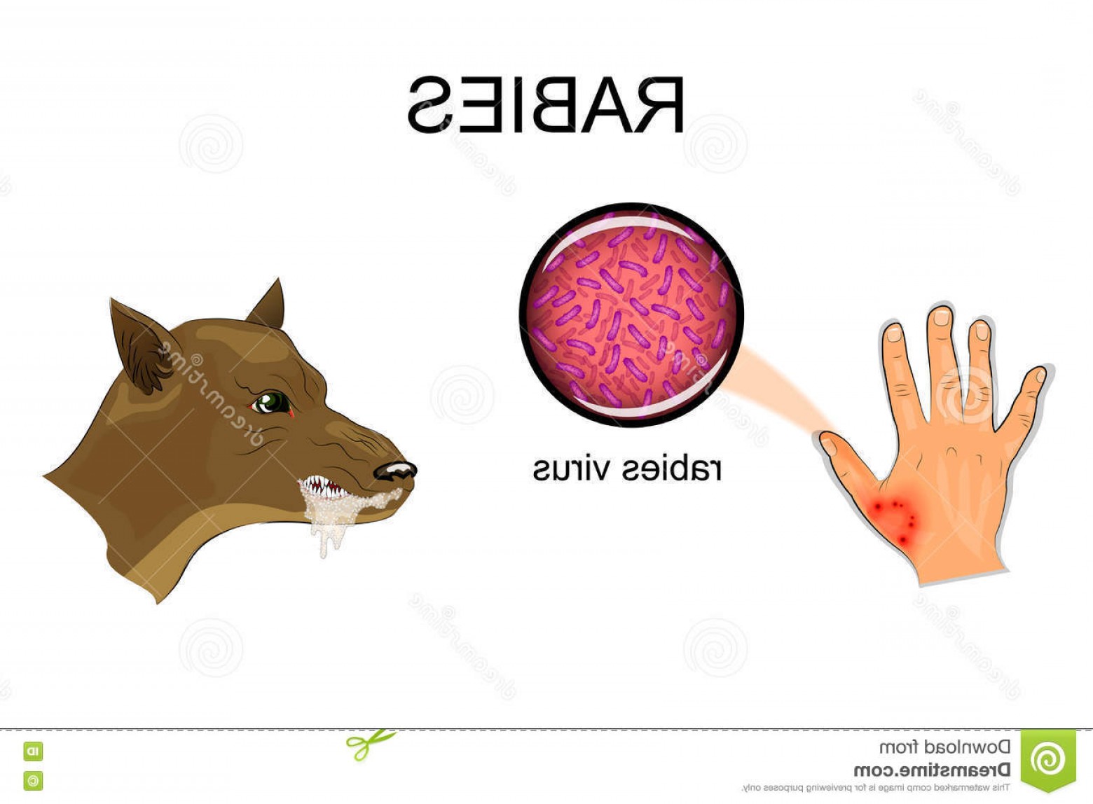 1560x1148 Stock Illustration Dog Bite Sick Animal Rabies Virus Illustration