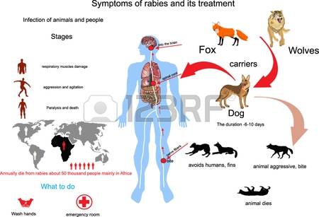 450x307 Animal Bite Clipart