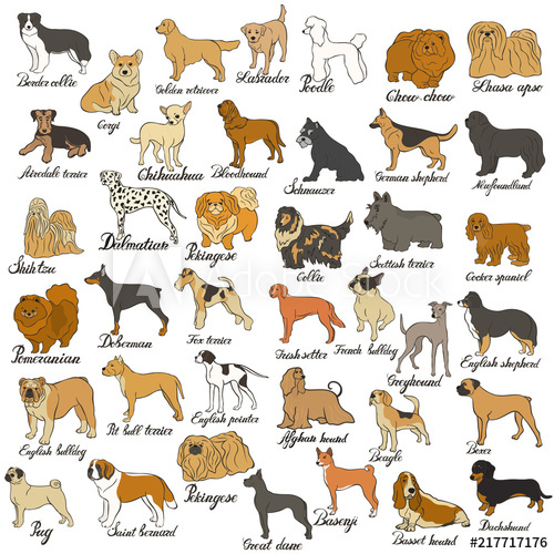 500x500 Big Vector Dog Set Various Dog Breed Isolated On White Companion