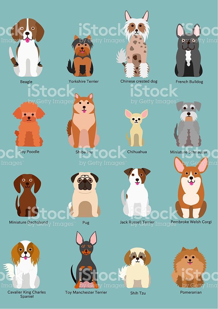 724x1024 Cute Sitting Small Dog Breed Shrink Plastic Dog Breeds, Dogs