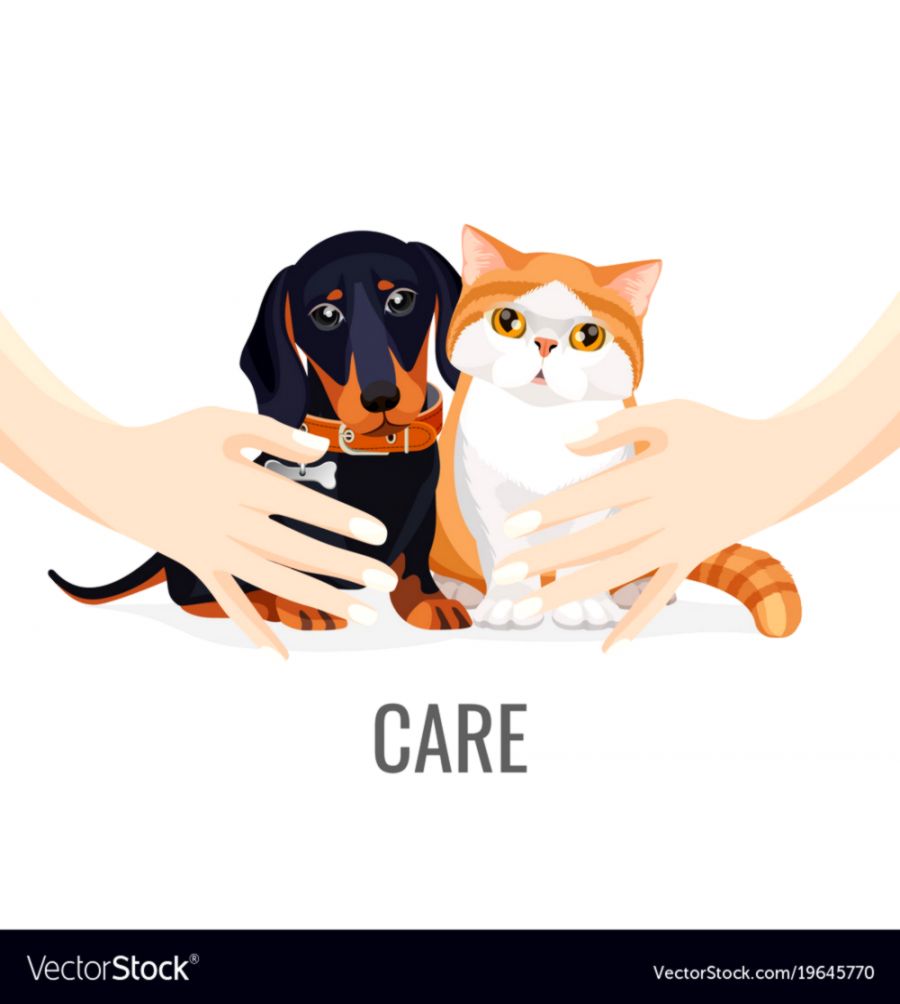 Cute Pets Dog Cat Animals Joss Wallpapers 900x1004 Cute Pets Dog Cat Animals Joss Wallpapers