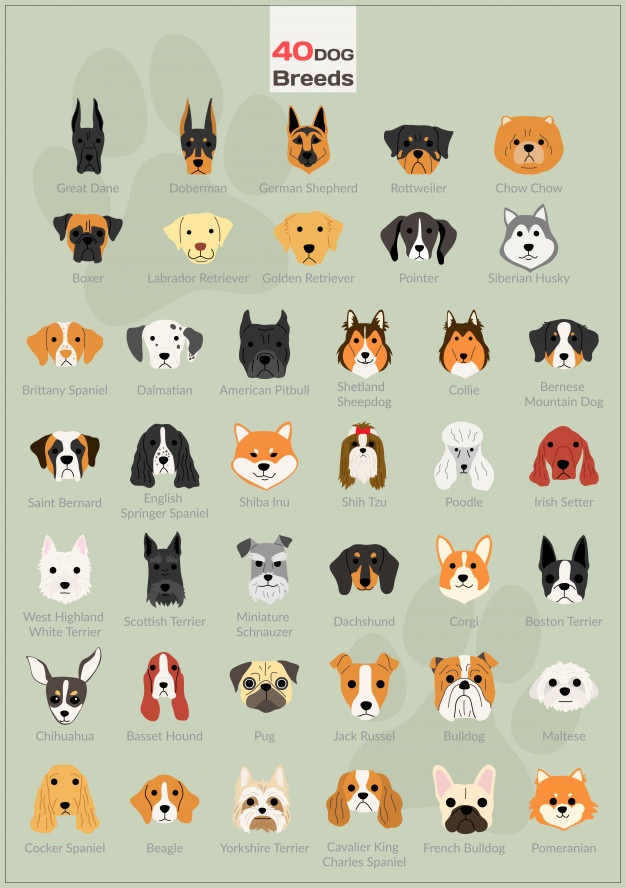 Dog Grooming Vectors, Photos And Free Download 626x888 Dog Grooming Vectors, Photos And Free Download
