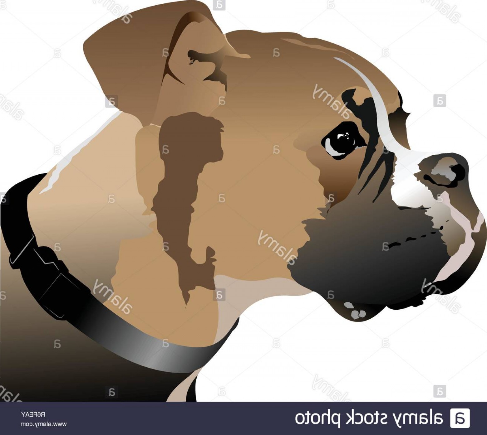 Boxer Dog Head Vector Illustration Image Cqrecords 1560x1395 Boxer Dog Head Vector Illustration Image Cqrecords