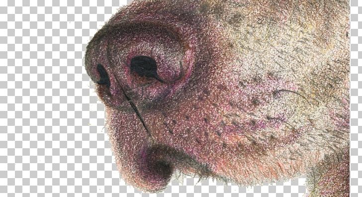 Dog Nose Computer Png, Clipart, Animal, Brown, Brown 728x396 Dog Nose Computer Png, Clipart, Animal, Brown, Brown