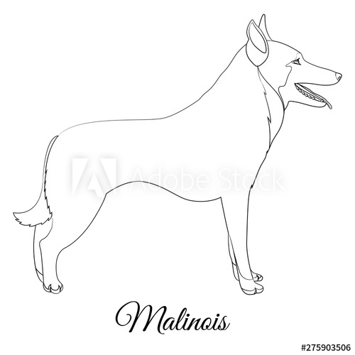 500x500 Malinois Cartoon Dog Outline Vector Coloring