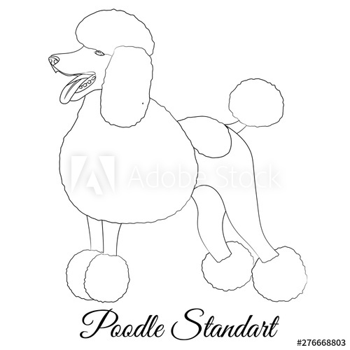 500x500 Standart Poodle White Cartoon Dog Outline