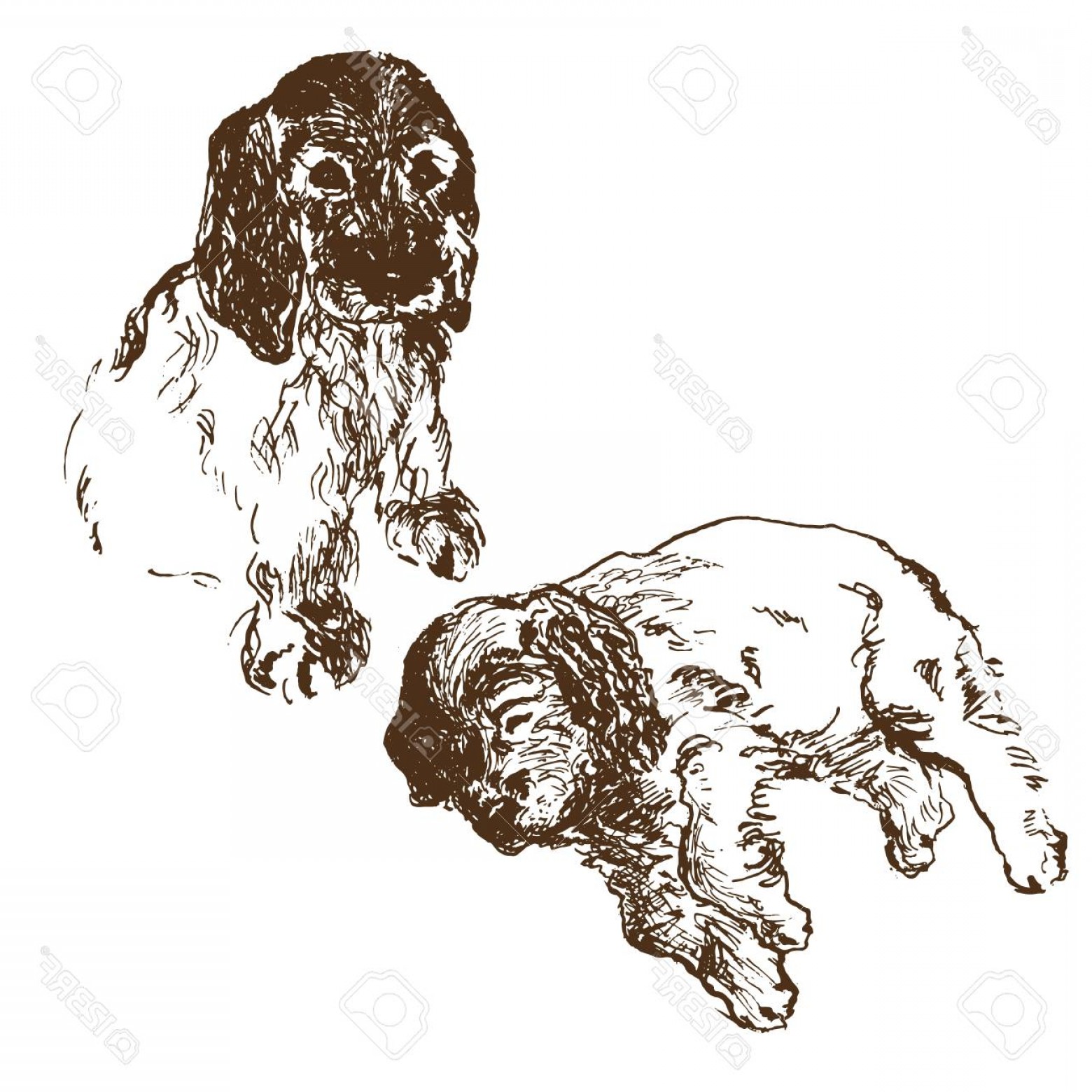 1560x1560 Photostock Vector Two English Spaniel Puppy Dog Sitting And Lying