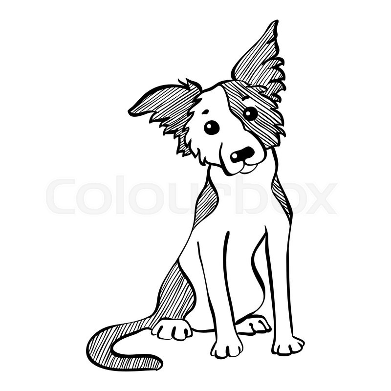 800x800 Sketch Funny Dog Border Collie Breed Stock Vector Colourbox