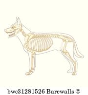 Dog Skeleton Vector