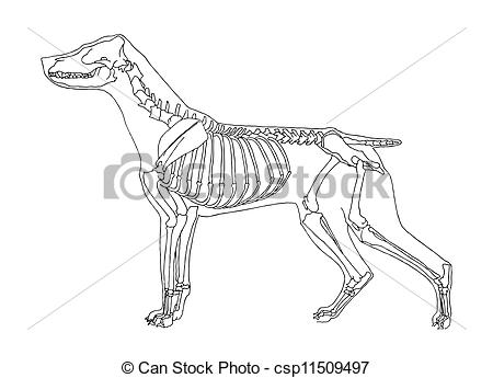 450x345 Dog Skeleton On White Background Vectors