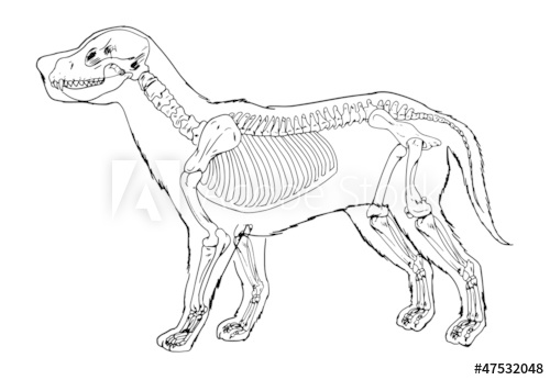 500x346 Dog Skeleton Outline