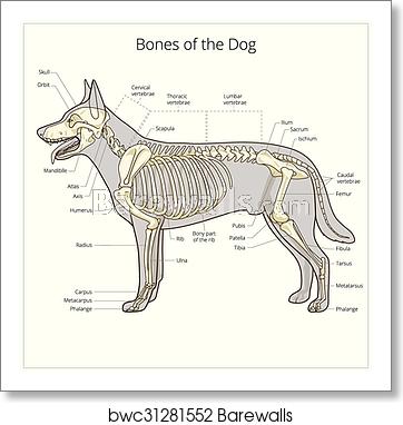 362x382 Dog Skeleton Veterinary Vector Illustration, Art Print Barewalls