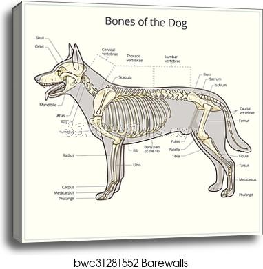 Dog Skeleton Vector at Vectorified.com | Collection of Dog Skeleton ...