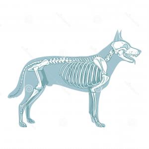 300x300 Photostock Vector Stylized Skeleton Jack Russell Terrier Jack