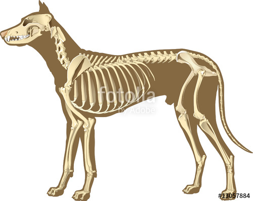 500x398 Dog Skeleton Stock Image And Royalty Free Vector On Fotolia