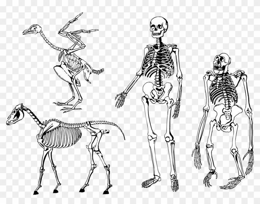 840x660 Bones Skeleton Vector Png