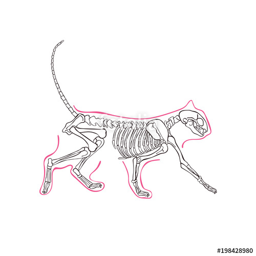 500x500 Cat's Skeleton Isolated Vector Object On White Background Stock