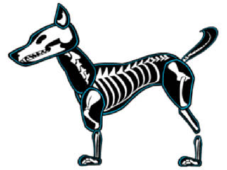 320x240 Dog Skeleton Clipart