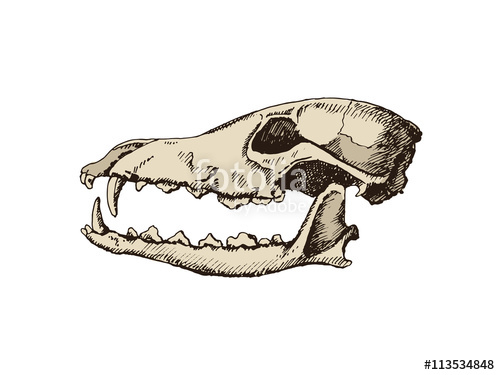500x375 Dog Skull Hand Drawn Illustration Isolated On White Background