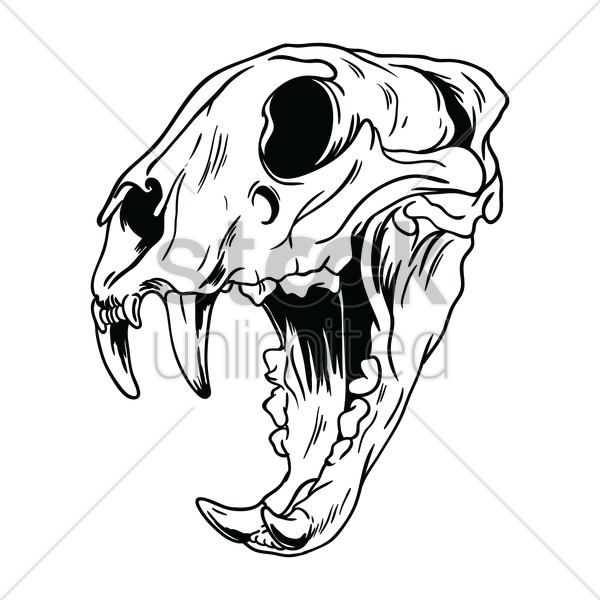 600x600 Free Tiger Skull Vector Graphic Absolutely Free Vector Graphic