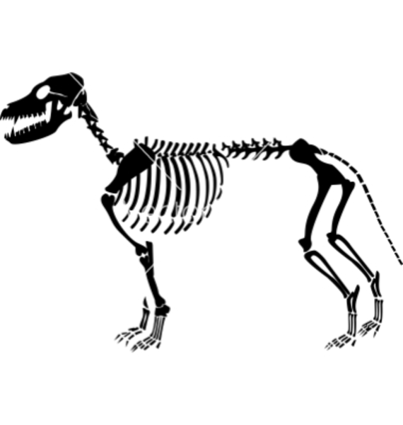 570x600 Dog Skeleton Vector Free Images