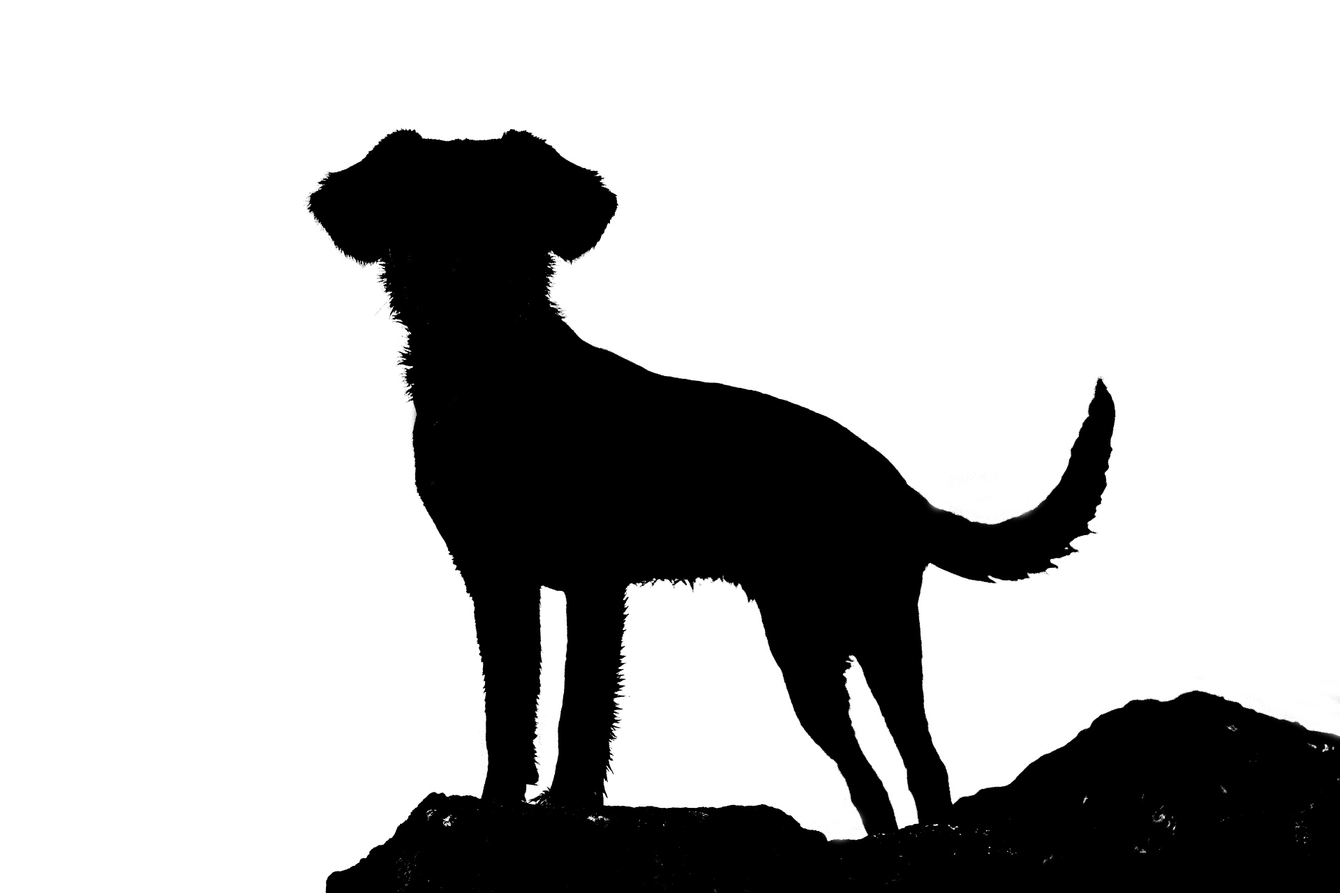 1920x1280 Huge Collection Of 'dog Tail Silhouette' Download More Than