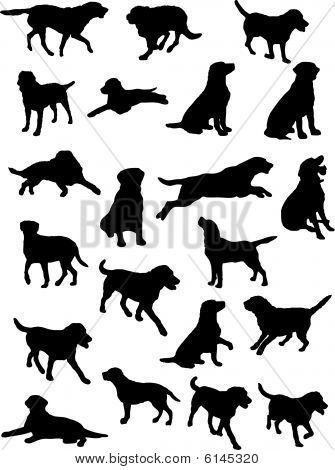 Labrador Training Vector Silhouettes Of Labrador Dog In Various 335x470 Labrador Training Vector Silhouettes Of Labrador Dog In Various