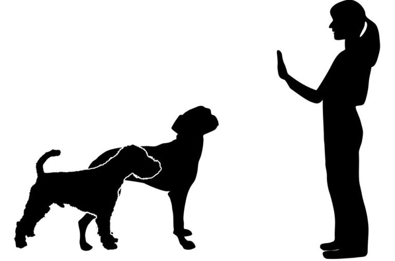 What To Look For In A Dog Trainer 768x508 What To Look For In A Dog Trainer
