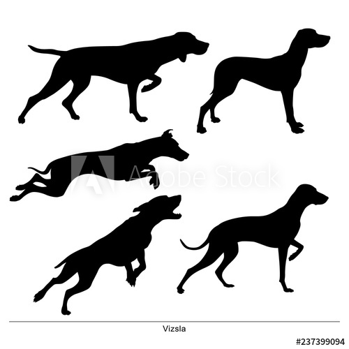 Vizsla Breed Dog Vector Silhouette Of The Dog 500x500 Vizsla Breed Dog Vector Silhouette Of The Dog