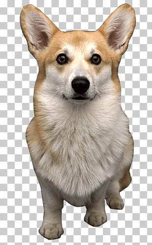 310x500 Dog Vector Art Png Cliparts For Free Download Uihere