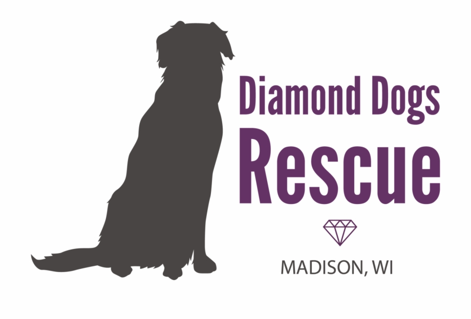 920x624 Dogs Vector Pet Dog